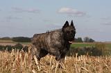 BOUVIER DES ARDENNES 266